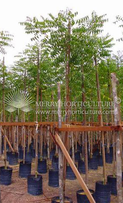 Azadirachta indica